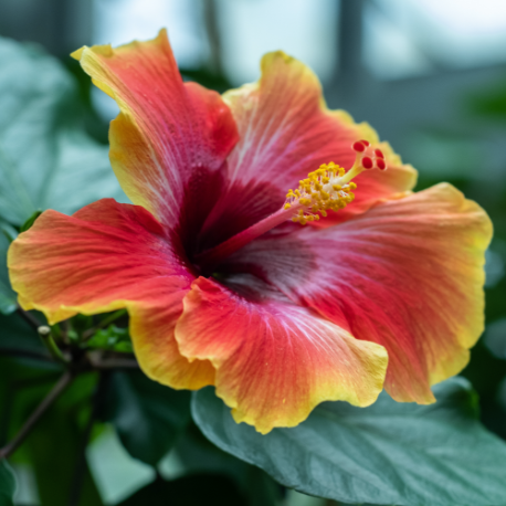 Hibiskusblüten